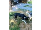 Adopt Roscoe a Black - with White Border Collie / Beagle / Mixed dog in