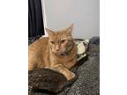 Adopt trouble a Orange or Red British Shorthair / Mixed (short coat) cat in