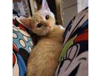 Adopt Apricot a Tan or Fawn Tabby Domestic Shorthair / Mixed cat in Zimmerman