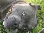 Adopt Spyro a Gray/Silver/Salt & Pepper - with White American Pit Bull Terrier /