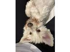 Adopt Ollie a White - with Red, Golden, Orange or Chestnut Coton de Tulear /