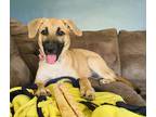 Adopt Sally Mae A Tan/Yellow/Fawn - With Black German Shepherd Dog / Labrador