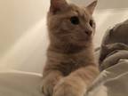 Adopt N/A a Cream or Ivory Domestic Mediumhair / Mixed (medium coat) cat in