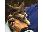 Adopt Patti a Gray or Blue Domestic Shorthair / Mixed cat in Greenville