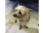 Adopt Sweetest a Tan/Yellow/Fawn Silky Terrier / Mixed dog in Edgewater