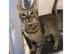 Adopt Popper a Brown or Chocolate Domestic Shorthair / Mixed cat in Newark