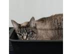 Adopt Hope a Tortoiseshell American Shorthair / Mixed cat in Hemet