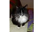Adopt Myrtle a Black & White or Tuxedo Domestic Longhair (long coat) cat in