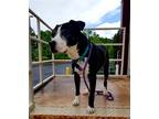 Adopt Alexander a Black - with White American Pit Bull Terrier / Labrador