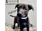 Adopt Hydrogen a Black Shepherd (Unknown Type) / Labrador Retriever / Mixed dog