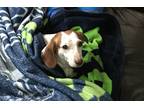 Adopt Cleo a White - with Brown or Chocolate Dachshund / Mixed dog in Poulsbo