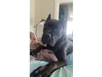 Adopt Po a Brindle Cane Corso / Mixed dog in Troy, OH (33706893)