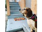 Adopt Bella a Tricolor (Tan/Brown & Black & White) Beagle / Mixed dog in Dania