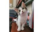 Adopt Valkyrie a White Domestic Shorthair / Domestic Shorthair / Mixed cat in