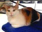 Adopt Penelope a Calico or Dilute Calico Calico (medium coat) cat in Anderson