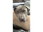 Adopt Ice a Gray/Blue/Silver/Salt & Pepper American Pit Bull Terrier / Mixed dog