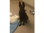 Adopt Shadow a Black - with White German Shepherd Dog / Mixed dog in San Jose