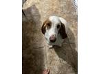 Adopt Red a White - with Brown or Chocolate Basset Hound / Basset Hound / Mixed