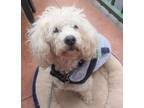 Adopt Bon Jovi a White Poodle (Miniature) / Mixed dog in Ramona, CA (33719977)