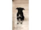 Adopt Pearl a Black - with White Border Collie / Schnauzer (Standard) / Mixed