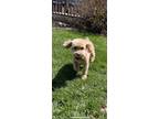 Adopt Hugo a Tan/Yellow/Fawn - with White Poodle (Miniature) / Mixed dog in