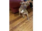 Adopt Archilles a Brown/Chocolate American Pit Bull Terrier / American Pit Bull