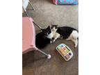 Adopt Richard and Boots a Black & White or Tuxedo Domestic Shorthair / Mixed