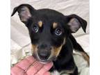 Adopt Barbara A Black Rottweiler / Husky / Mixed Dog In Wenatchee, WA (33719855)