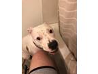 Adopt Ella a White - with Brown or Chocolate American Staffordshire Terrier /