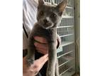 Adopt Sanderson a Gray or Blue Domestic Shorthair cat in Papillion