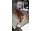 Adopt Saphira a Red/Golden/Orange/Chestnut - with White Chow Chow / German