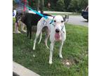 Adopt Faith a White Greyhound / Mixed dog in Independence, MO (33719813)