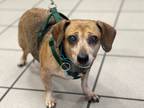 Adopt Julie a Tan/Yellow/Fawn Dachshund / Beagle dog in Greensboro