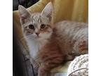 Adopt Avery a Orange or Red Domestic Shorthair / Mixed cat in Tulsa