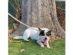 Adopt COPPER a Tricolor (Tan/Brown & Black & White) Australian Cattle Dog /