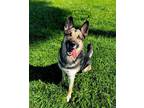 Adopt DAISY a Black - with Tan, Yellow or Fawn German Shepherd Dog / Mixed dog