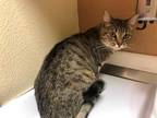 Adopt BAILEY a Brown Tabby Domestic Shorthair / Mixed (short coat) cat in