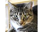 Adopt Kari AKA Chleo a Gray or Blue Domestic Shorthair / Mixed cat in Lihue
