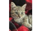 Adopt Opie a Gray, Blue or Silver Tabby Domestic Shorthair / Mixed (short coat)