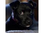 Adopt Paisley a Black Labrador Retriever / Mixed dog in Branson, MO (33719568)