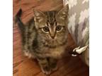 Adopt Red Rover a Brown or Chocolate Domestic Shorthair / Mixed cat in