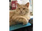Adopt Marlon a Orange or Red Domestic Shorthair / Mixed (short coat) cat in