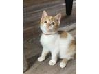 Adopt Otis a Orange or Red (Mostly) Domestic Shorthair / Mixed (short coat) cat