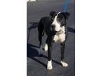 Adopt Aa a Black - with White American Pit Bull Terrier / Labrador Retriever /