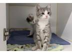 Adopt TILLY a Gray or Blue Domestic Mediumhair / Mixed (medium coat) cat in
