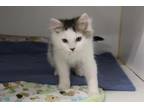 Adopt TUXTON a White Domestic Mediumhair / Mixed (medium coat) cat in Grasswood