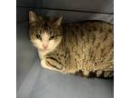 Adopt Felicity a White Domestic Shorthair / Mixed cat in Waldorf, MD (33719340)