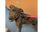 Adopt Roxy a Black Mixed Breed (Medium) / Mixed dog in Pittsburgh, PA (33719334)