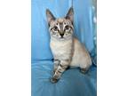 Adopt Wren a Cream or Ivory Siamese (short coat) cat in Danbury, CT (33719124)