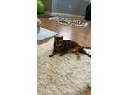 Adopt Pebbles a Brown Tabby Domestic Shorthair / Mixed (short coat) cat in